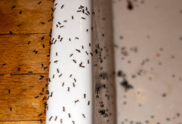 Best Pest Control Near Me  in Cheyenne, WY