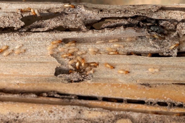 Best Pest Inspection Near Me  in Cheyenne, WY