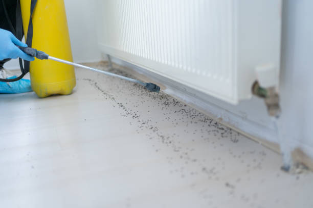 Best Local Pest Control Services  in Cheyenne, WY